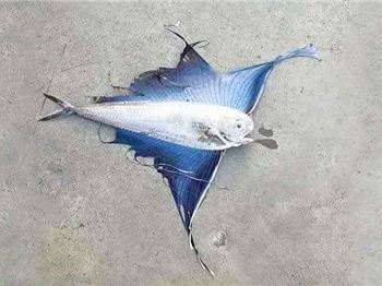 Strange Beautiful Fish washed ashore in Tasmania - Fishing News