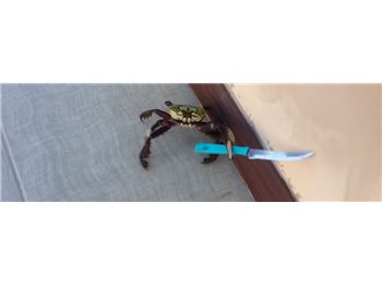 You wouldn't want to pull this crab up in your pot! - Fishing News