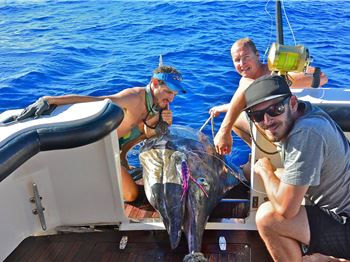 800lb Monster Marlin Caught off Exmouth, WA! - Fishing News