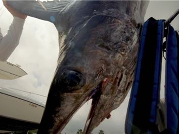 The most dramatic swordfish catch you'll see this week. - Fishing News