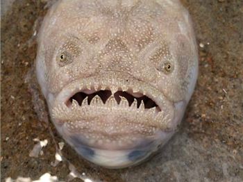 This Fish is seriously creepy - Fishing News