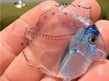 How do you catch a completely invisible fish? - Fishing News