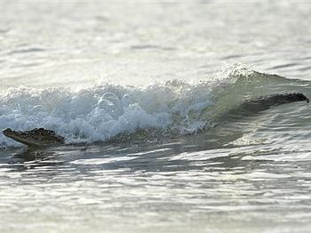 Crocodile in the Lineup Halts Surf Contest - Surfing News