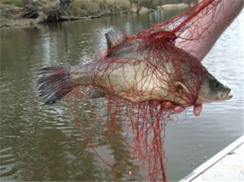 VIC: Public urged to watch for 'killer' fishing nets - Fishing News