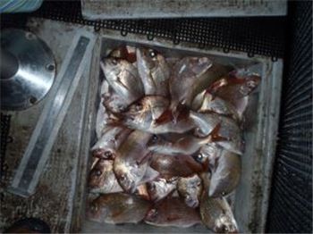 VIC: Two huge illegal snapper hauls uncovered - Fishing News