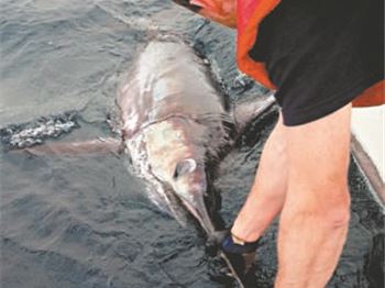 Record Sword Fish caught off Tasmania - Fishing News