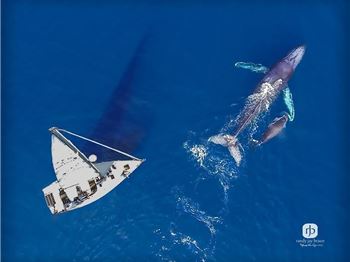 Whale season is here, but don't get sucked in. - Sailing News