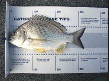 New Bag limits for NSW Anglers - Fishing News