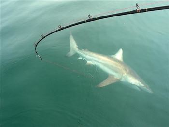 What's worse than being in the water with a shark? - Fishing News