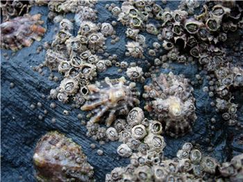 Free Bait - Use Barnacles! - Fishing News