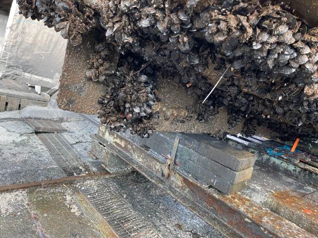 mussels on boats wasted