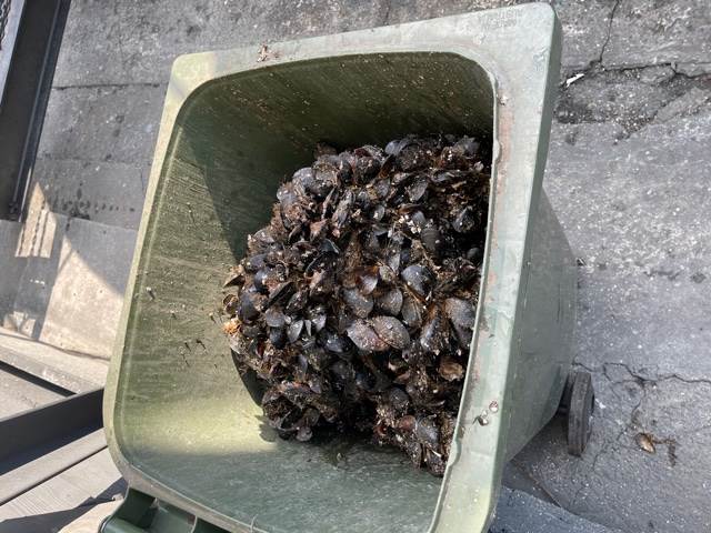 mussels on boats wasted