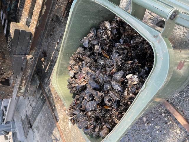 mussels on boats wasted