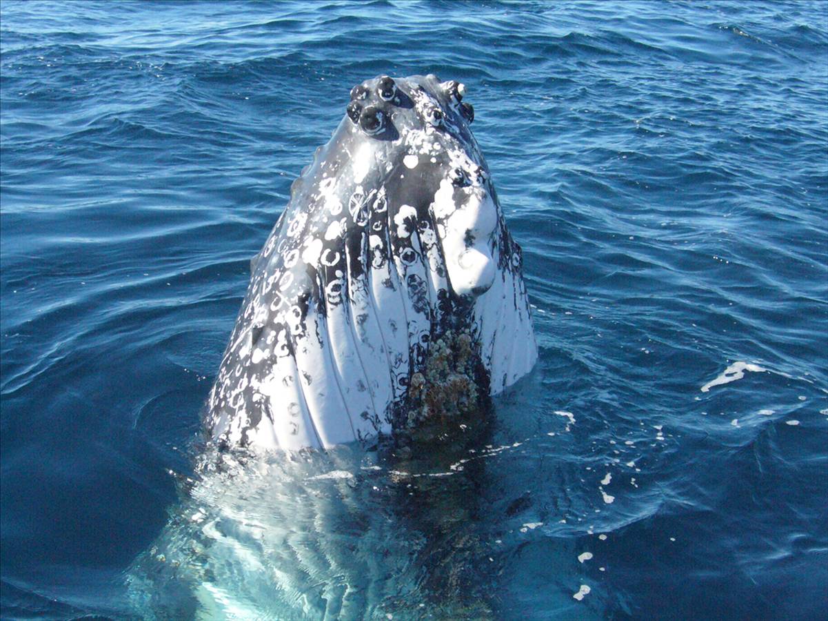 Simply Unbelieveable