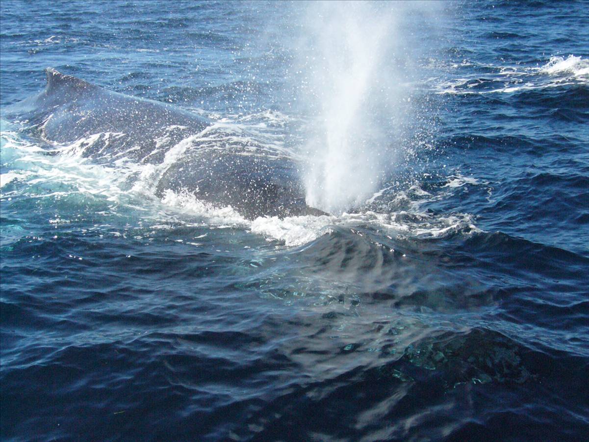 Simply Unbelieveable