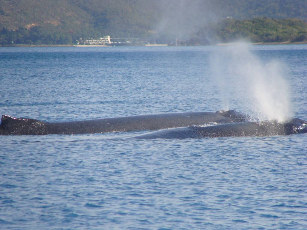 Whale-watching at Stonehaven, Whitsundays