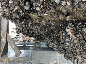 mussels on boats wasted