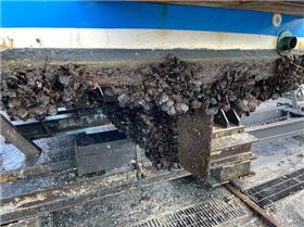 mussels on boats wasted