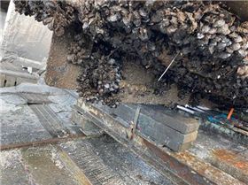 mussels on boats wasted