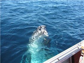 Simply Unbelieveable