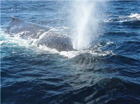 Simply Unbelieveable