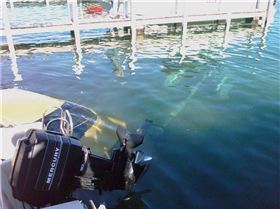 Should Have Taken the Dive Gear