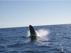 Tweed fishing Charters