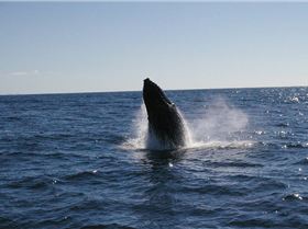 Tweed fishing Charters