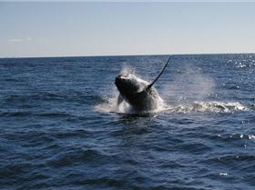 Tweed fishing Charters