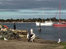 Leearcki at America River - South Australia