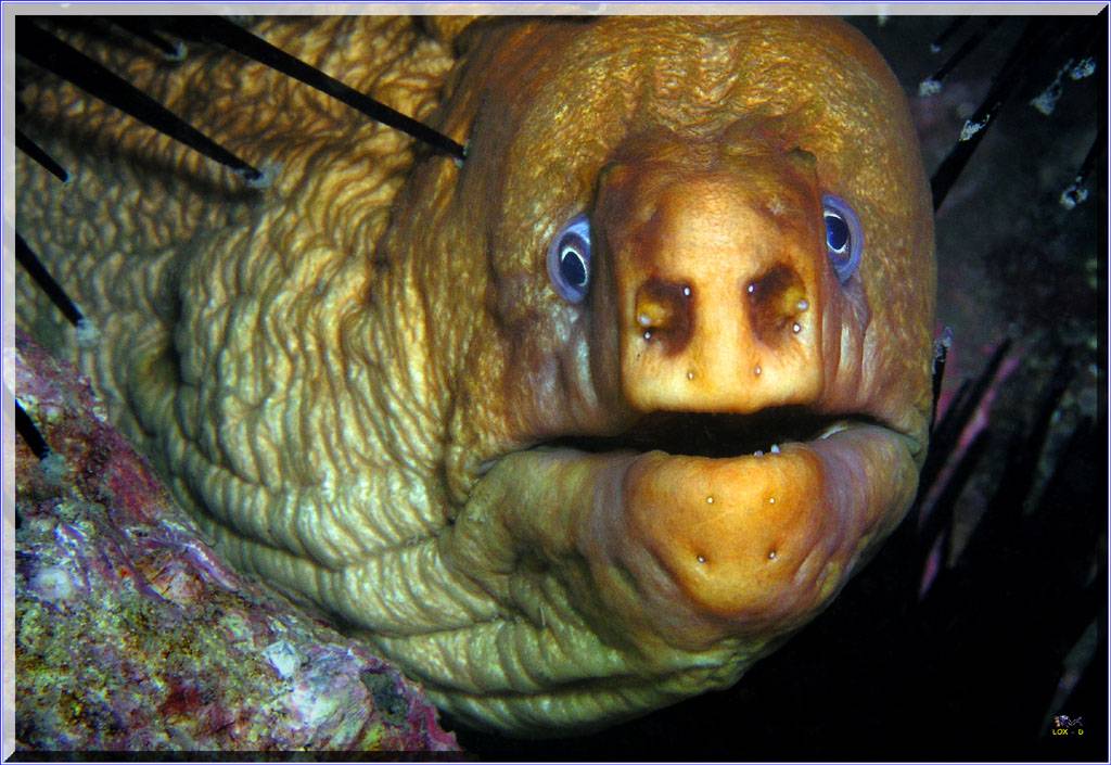 Moray at Parsley Bay