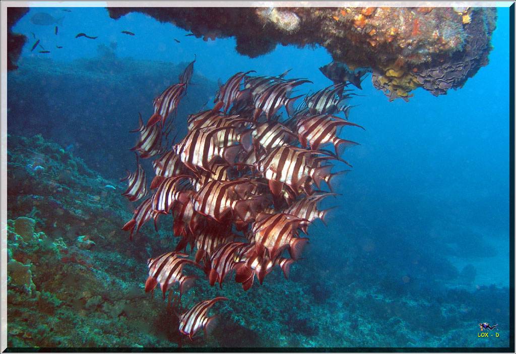 Old Wives at Osborn Shoals