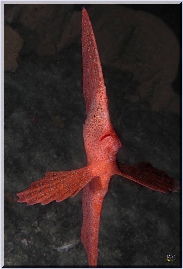 Red Indian at Bare Island