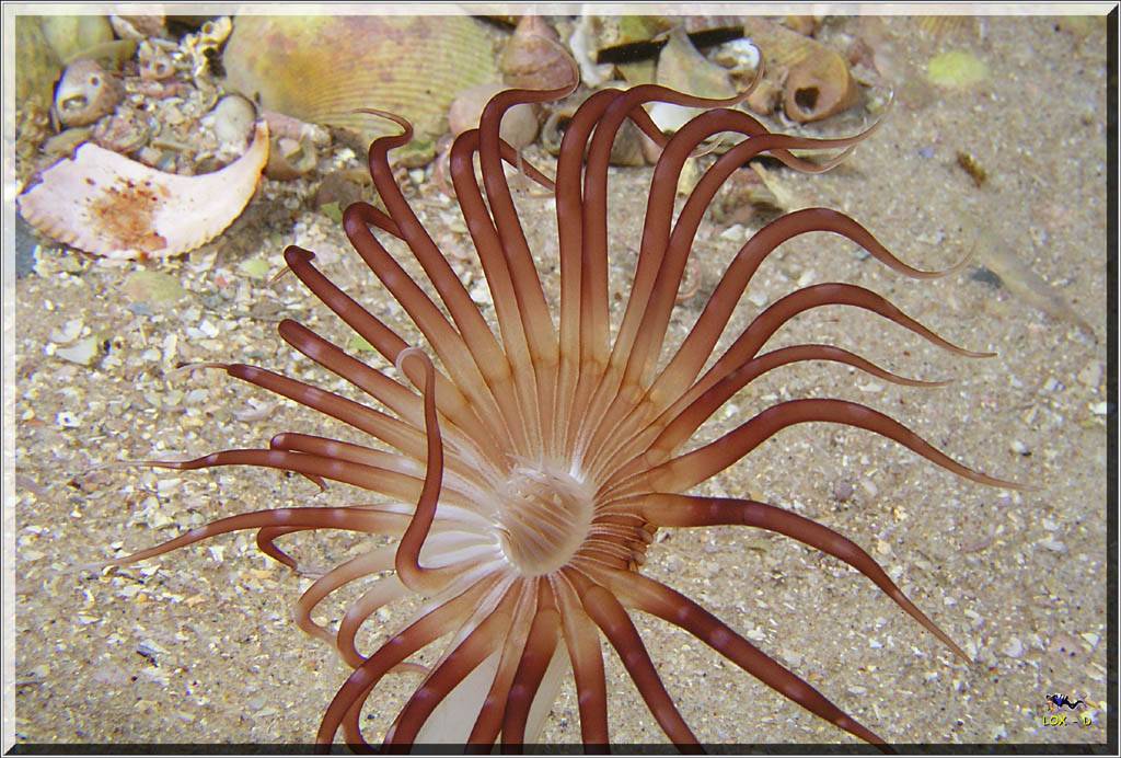 Anenome in Botany Bay