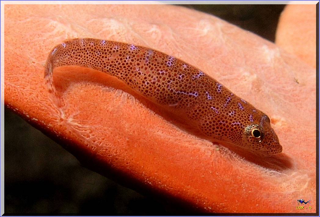 Clingfish at Bare Island