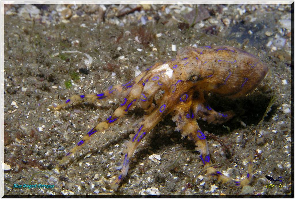 Bluering Octopus at Bare Island