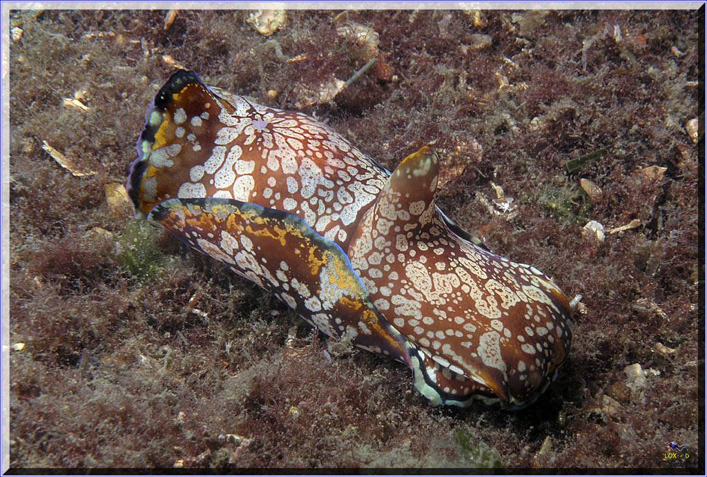 Seahare at Camp Cove