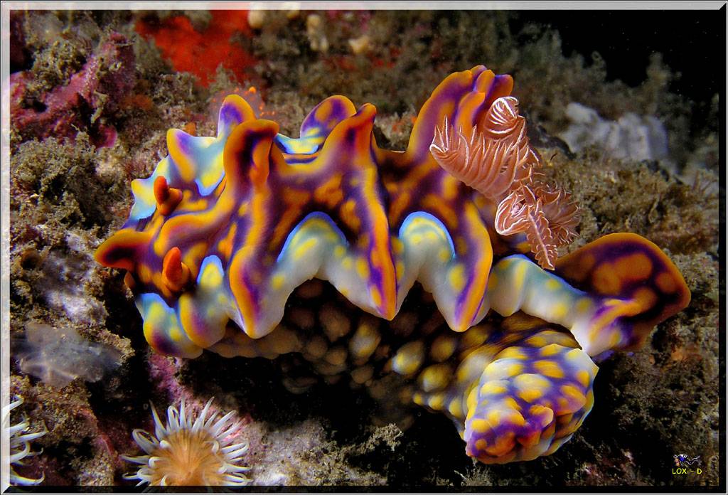 Magnificent Ceratosoma at Kurnell