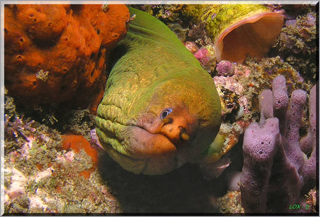 Green Moray at Oak Park