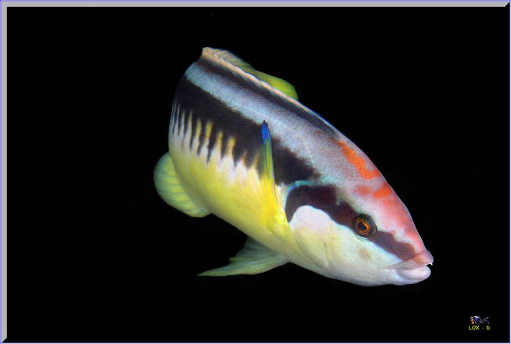 Wrasse at  South Maroubra