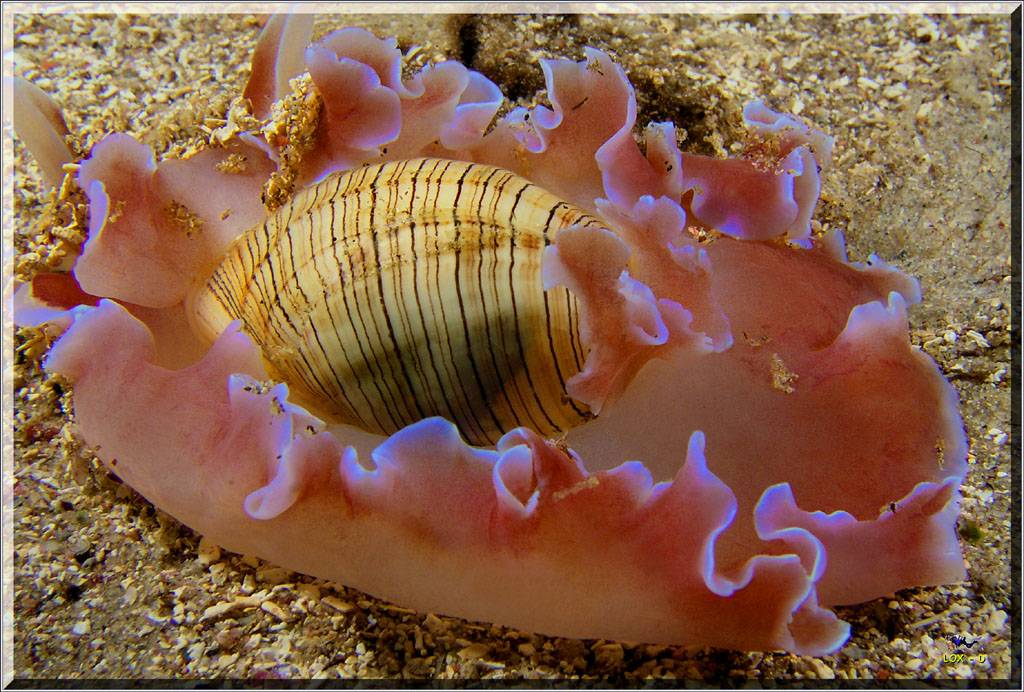 Rose Petal Bubble at Long Bay