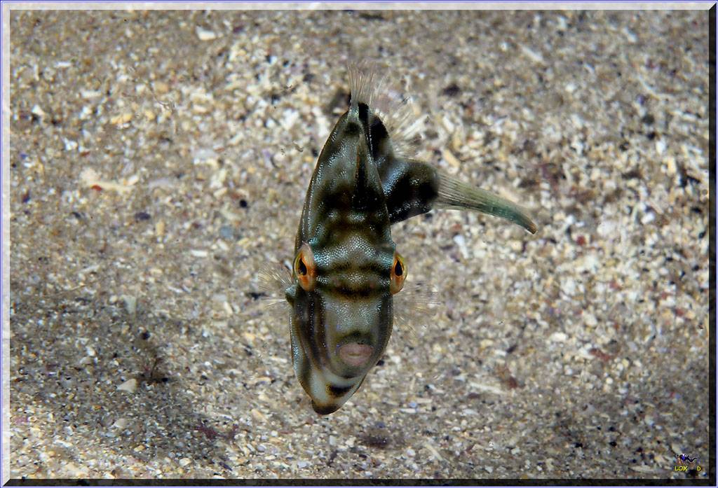 Pygmy Leatherjacket at Bass & Flinders