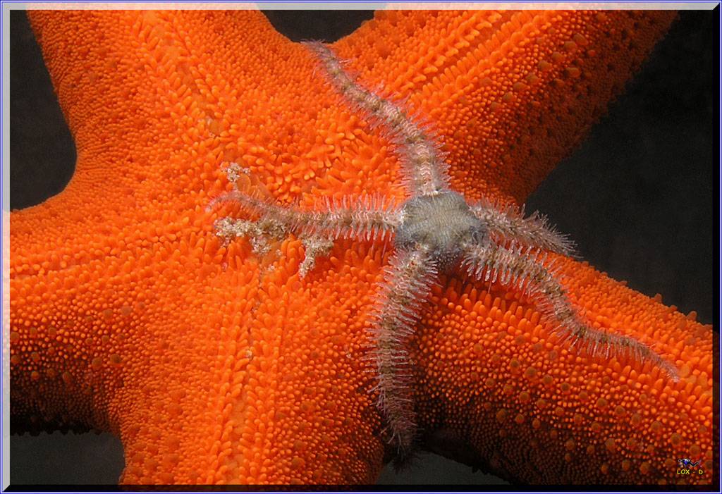 Two Stars at Bare Island