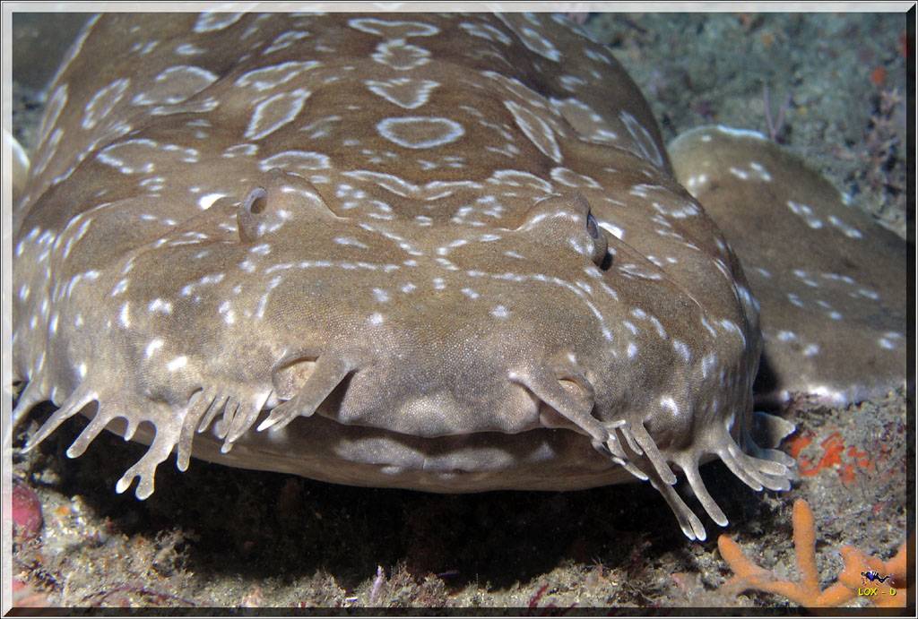 Wobbegong at The Wanderers