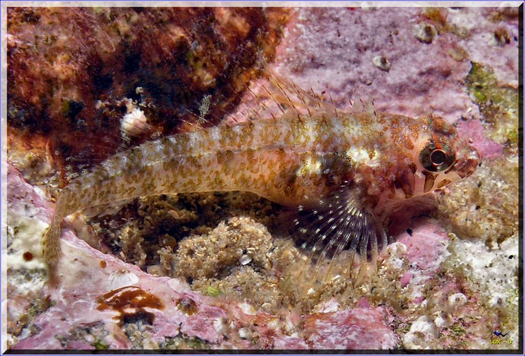 Common Threefin at Bare Island