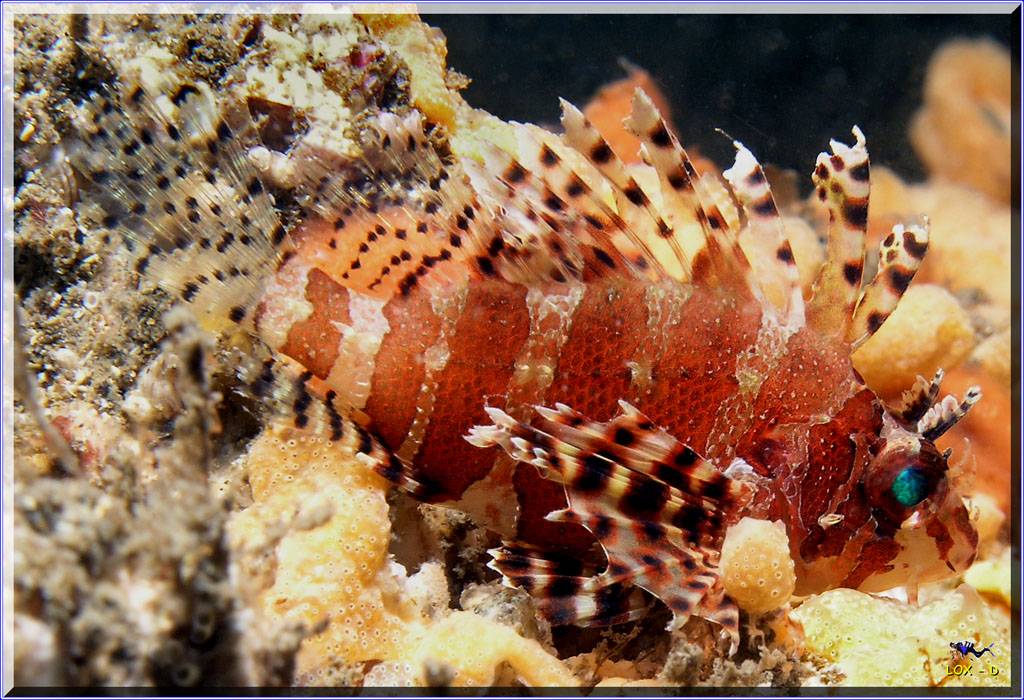 Dwarf Lionfish at Shiprock