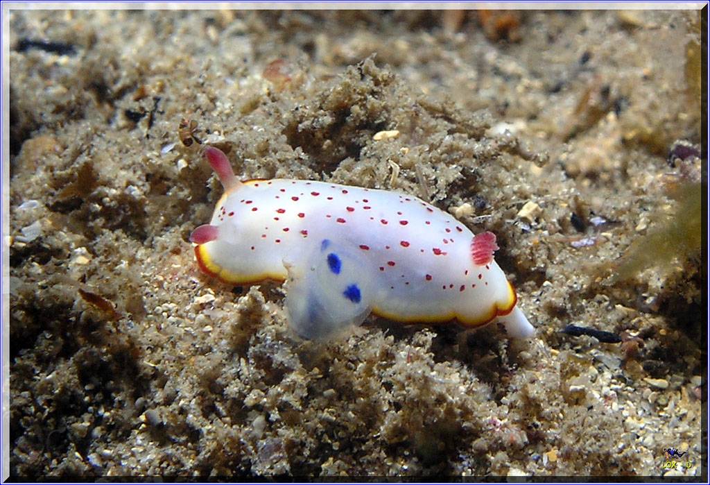 Nudibranch at Shiprock