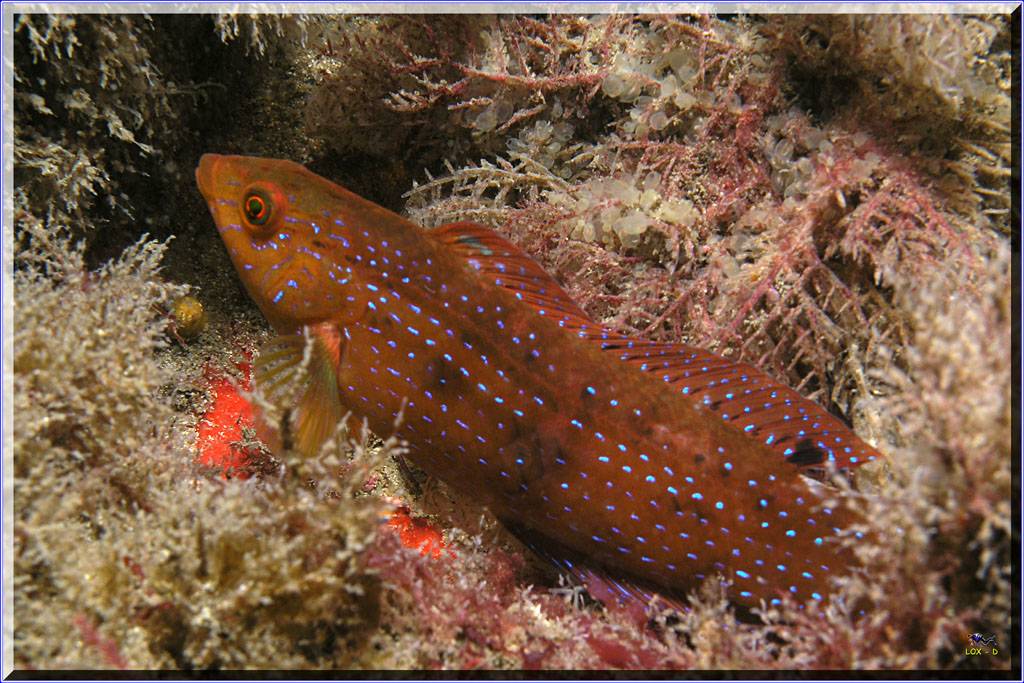Blue-spotted Wrasse at Kurnell