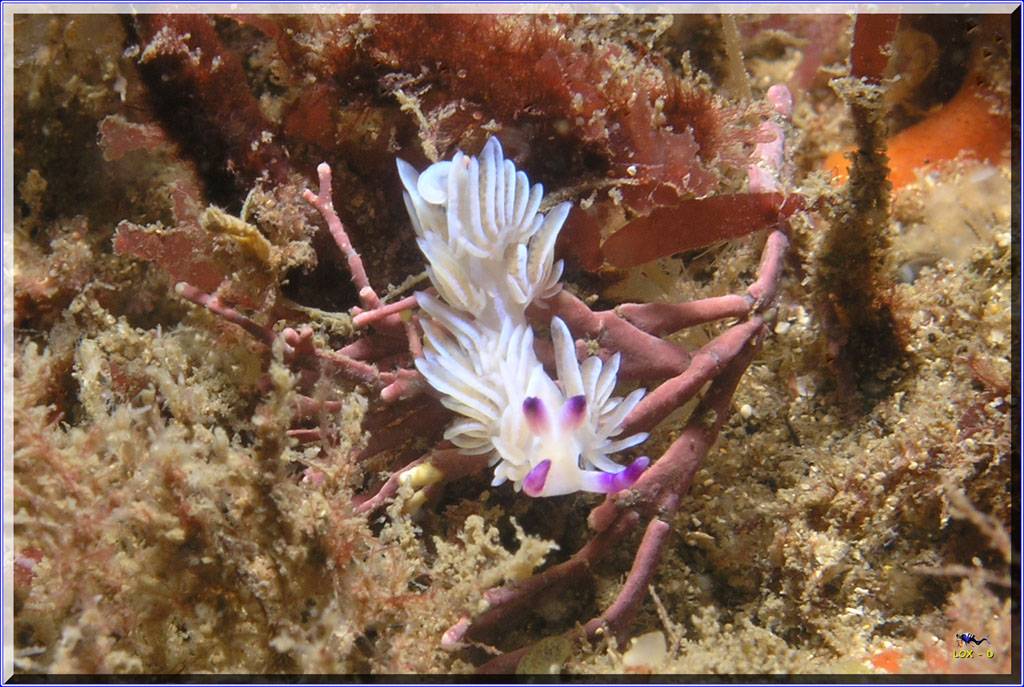 04104 Nudi at Kurnell
