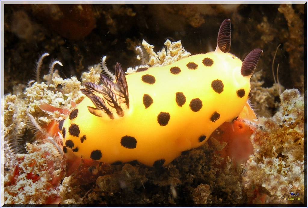 09104 Nudi at Kurnell